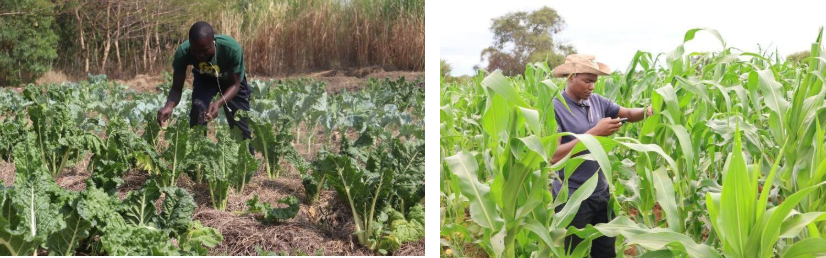 regenerative agriculture in Kenya.PNG
